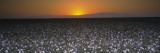 Cotton Crops in a Field, San Joaquin Valley, California, USA Wall Decal by Panoramic Images 