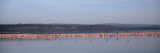 Flamingo Birds in the Lake, Lake Nakuru National Park, Kenya Wall Decal by Panoramic Images 