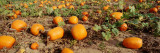 Field of Ripe Pumpkins, Kent County, Michigan, USA Wall Decal by Panoramic Images 