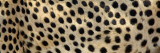 Spots on a Cheetah Vinilos decorativos por Panoramic Images Spots on a Cheetah Vinilos decorativos por Panoramic Images
