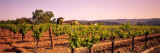 Sattui Winery, Napa Valley, California, USA Autocollant mural par Panoramic Images 