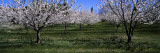 Cherry Trees in a Field, Provence, France Wall Decal by Panoramic Images 