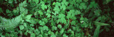 Green Leaves, Hoh Rain Forest, Olympic National Park, Washington State, USA Wall Decal by Panoramic Images 