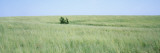 Grass on a Field, Prairie Grass, Iowa, USA Wall Decal by Panoramic Images 