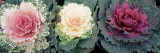 Cabbage Flowers, North Carolina, USA Wall Decal by Panoramic Images 