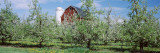 Apple Trees in an Orchard, Kent County, Michigan, USA Wall Decal by Panoramic Images 