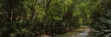 Path in a Forest, Fox'S High Road, Myakka River State Park, Sarasota, Florida, USA Wall Decal by Panoramic Images 