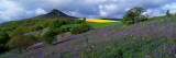 Bluebell Flowers in a Field, Cleveland, North Yorkshire, England, United Kingdom Wall Decal by Panoramic Images 