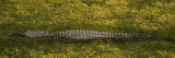 Alligator Flowing in a Canal, Big Cypress Swamp National Preserve, Tamiami, Ochopee, Florida, USA Vinilos decorativos por Panoramic Images