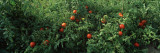 Tomatoes Growing on a Tree Wall Decal by Panoramic Images 