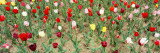Tulip Flowers in a Garden, Holland, Michigan, USA Wall Decal by Panoramic Images 