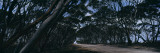 Eucalyptus Trees Leaning over a Road, Kangaroo Island, Australia Vinilos decorativos por Panoramic Images Eucalyptus Trees Leaning over a Road, Kangaroo Island, Australia Vinilos decorativos por Panoramic Images