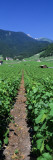 Path in a Vineyard, Valais, Switzerland Autocollant mural par Panoramic Images 