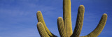 Saguaro Cactus, Saguaro National Monument, Arizona, USA Wall Decal by Panoramic Images 