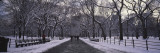 Bare Trees in a Park, Central Park, New York, USA Vinilos decorativos por Panoramic Images