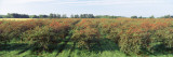 Cherries in a Field, Door County, Wisconsin, USA Wall Decal by Panoramic Images 