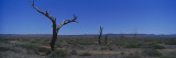 Bare Trees in an Arid Landscape, Southern Region, Australia Vinilos decorativos por Panoramic Images Bare Trees in an Arid Landscape, Southern Region, Australia Vinilos decorativos por Panoramic Images