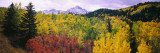 Trees on a Landscape, San Juan Mountains, Colorado, USA Wall Decal by Panoramic Images 