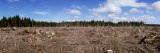 Timber Cut Down in a Forest, Olympic National Forest, Washington State, USA Vinilos decorativos por Panoramic Images Timber Cut Down in a Forest, Olympic National Forest, Washington State, USA Vinilos decorativos por Panoramic Images