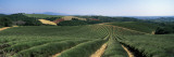 Lavenders Growing in a Field, Provence, France Wall Decal by Panoramic Images 