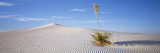 Soaptree Yucca, White Sands National Monument, New Mexico, USA Wall Decal by Panoramic Images 