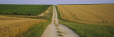 Dirt Road Passing through a Wheat Field, Chablis, France Wall Decal by Panoramic Images 