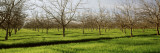 Orchard, San Joaquin, California, USA Wall Decal by Panoramic Images 