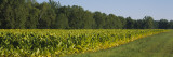 Crop of Tobacco in a Field, Winchester, Kentucky, USA Wall Decal by Panoramic Images 