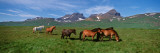Horses Standing and Grazing in a Meadow, Borgarfjordur, Iceland Wall Decal by Panoramic Images 
