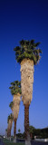 Palm Trees in a Row, Palm Springs, California, USA Wall Decal by Panoramic Images 