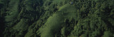 Tea Plantation, Rize Province, Turkey Wall Decal by Panoramic Images 