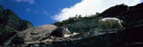 Two Mountain Goats, U.S. Glacier National Park, Montana, USA Wall Decal by Panoramic Images 