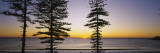 Silhouette of Trees at Dawn, Manly Beach, Sydney, New South Wales, Australia Vinilos decorativos por Panoramic Images Silhouette of Trees at Dawn, Manly Beach, Sydney, New South Wales, Australia Vinilos decorativos por Panoramic Images