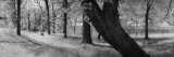 Trees in the Forest, Wisconsin, USA Wall Decal by Panoramic Images 