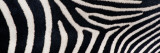 Greveys Zebra Stripes Wall Decal by Panoramic Images 