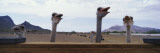 Ostriches in a Poultry Farm Wall Decal by Panoramic Images 