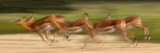 Herd of Impalas Running Wall Decal by Panoramic Images 
