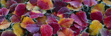 Fallen Leaves, Sacramento, California, USA Wall Decal by Panoramic Images 