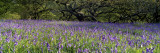 Lavender Flowers in a Field, England, United Kingdom Wall Decal by Panoramic Images 