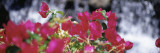 Bougainvillea Flowers, Big Island, Hawaii, USA Vinilos decorativos por Panoramic Images Bougainvillea Flowers, Big Island, Hawaii, USA Vinilos decorativos por Panoramic Images
