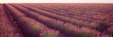 Lavender Fields, Plateau de Valensole, France Wall Decal by Panoramic Images 