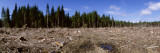 Timber Cut Down in a Forest, Olympic National Forest, Washington State, USA Vinilos decorativos por Panoramic Images Timber Cut Down in a Forest, Olympic National Forest, Washington State, USA Vinilos decorativos por Panoramic Images