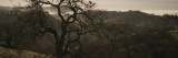 Oak Tree on a Hill, Henry W Coe State Park, California, USA Wall Decal by Panoramic Images 