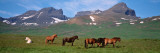 Horses Standing and Grazing in a Meadow, Borgarfjordur, Iceland Wall Decal by Panoramic Images 