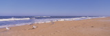 Seagulls on the Beach, Florida, USA Wall Decal by Panoramic Images 