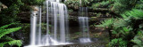 Rainforest, Mt. Field National Park, Tasmania, Australia Kalkomania ścienna autor Panoramic Images Rainforest, Mt. Field National Park, Tasmania, Australia Kalkomania ścienna autor Panoramic Images