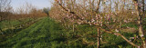 Plum Tree in an Orchard, Grand Rapids, Michigan, USA Wall Decal by Panoramic Images 