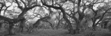 Oak Trees in a Forest, Lake Kissimmee State Park, Florida, USA Wall Decal by Panoramic Images 