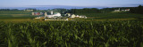 Corn Crop Grown in a Field, Amish Farm, Lancaster County, Pennsylvania, USA Wall Decal by Panoramic Images 