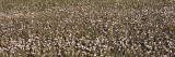 Cotton Field, Fresno, San Joaquin Valley, California, USA Wall Decal by Panoramic Images 